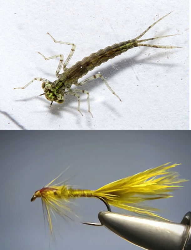 Beginner's Fly Tying: Damselfly Nymph – Potomac Valley Fly Fishers