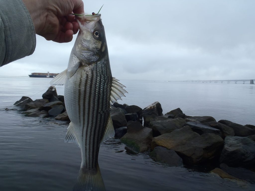 Striper caught at Sandy Point Park in Maryland